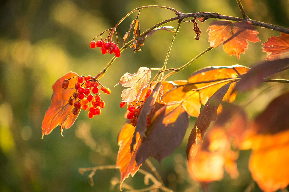 Калина обыкновенная. Автор фото Елена Якимова / Greenfingers