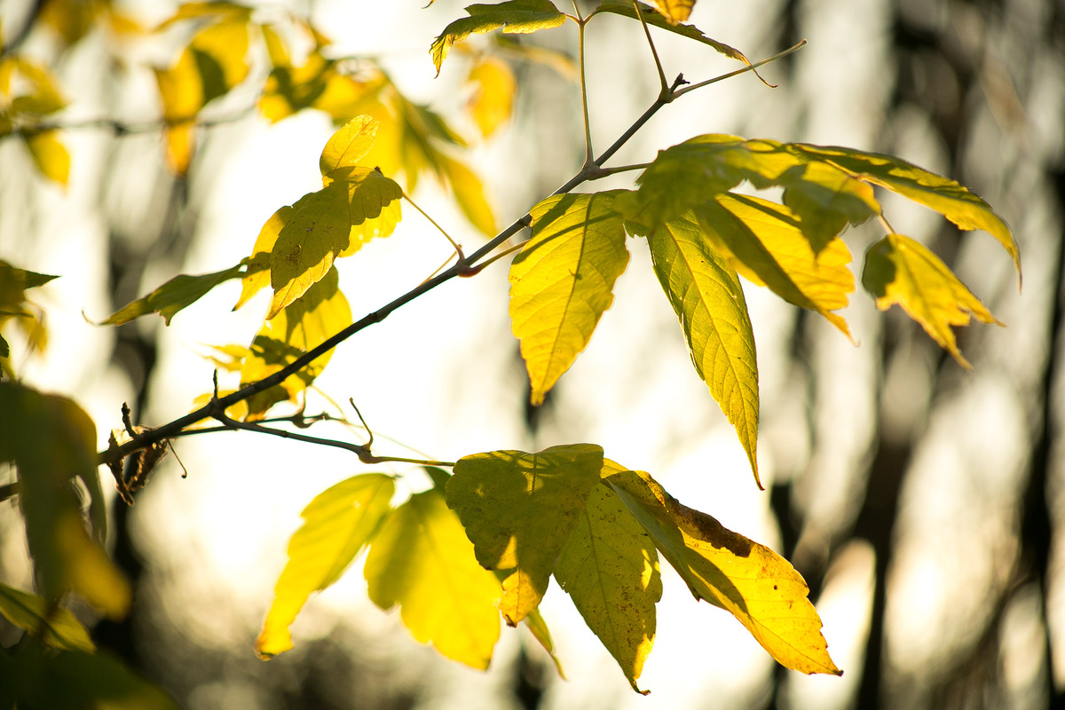 Автор фото Елена Якимова / Greenfingers