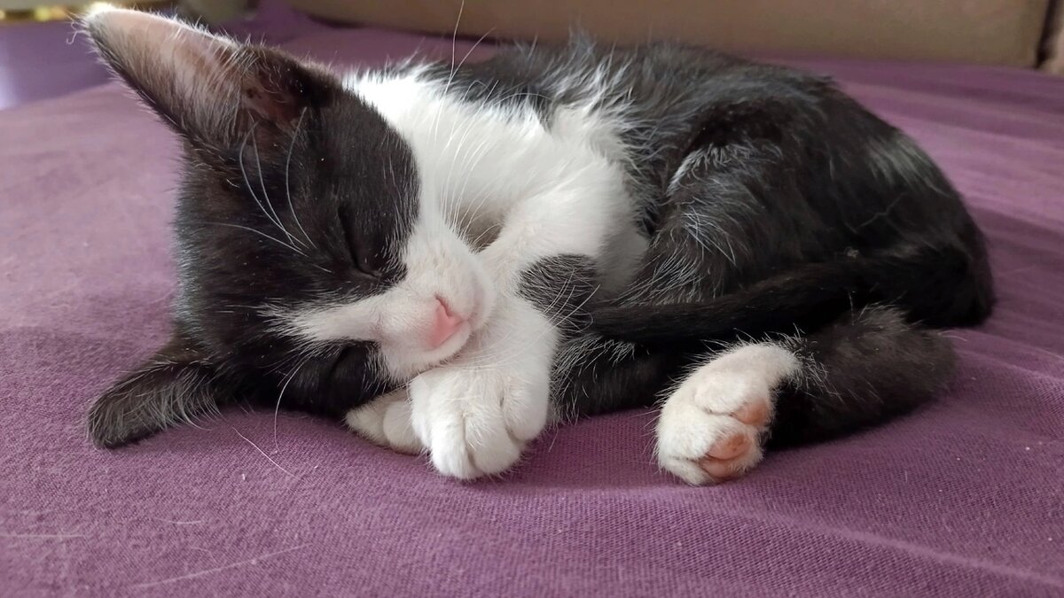 Майор Вихрь 