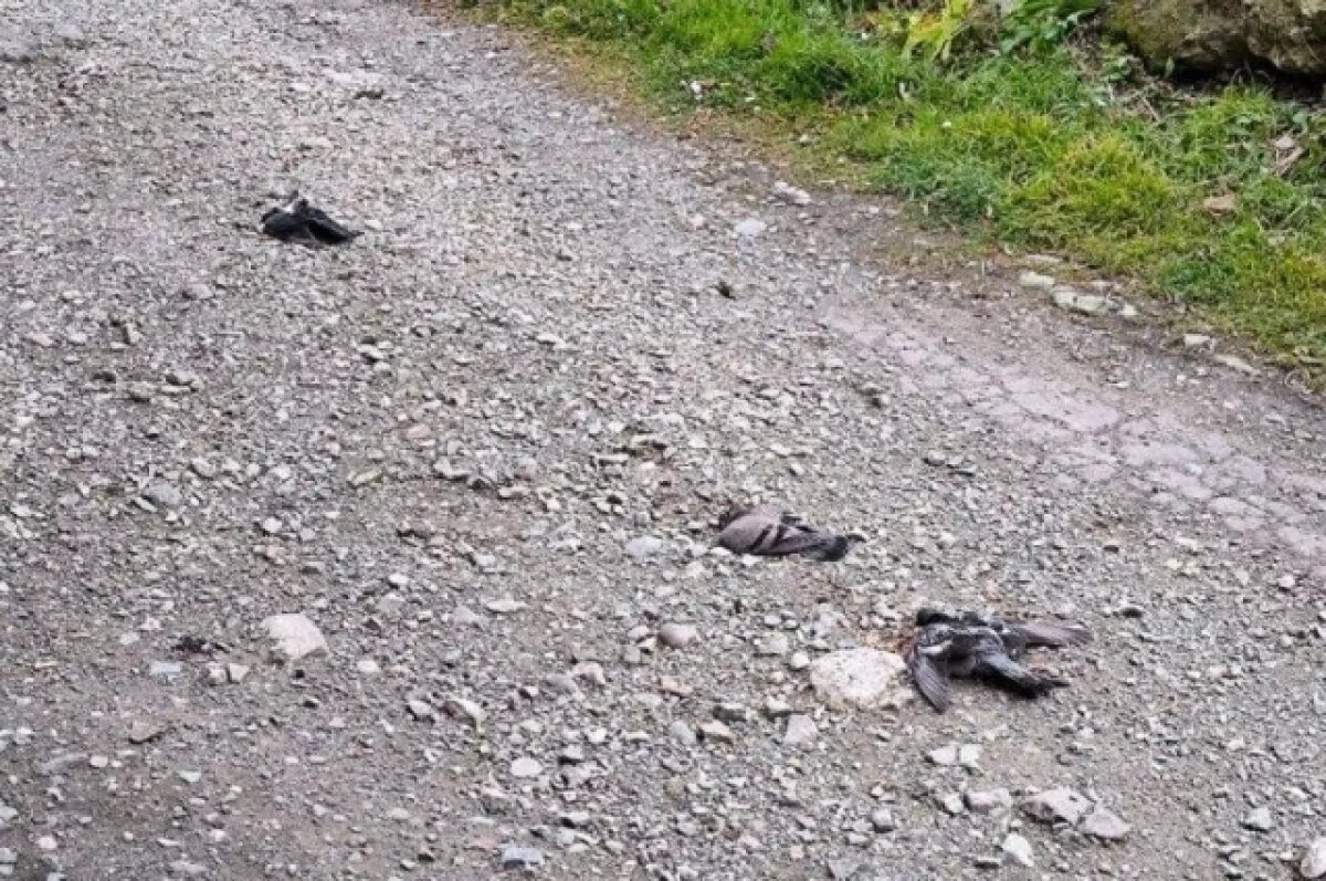    В Петропавловске-Камчатском распространяется фото умерших на улицах птиц