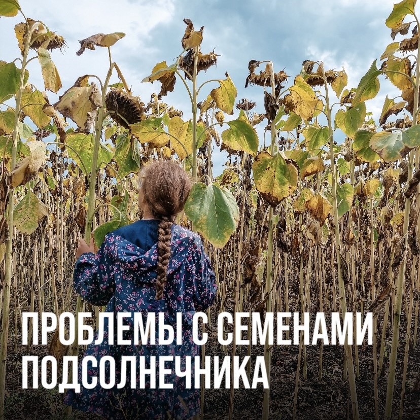 ПРОБЛЕМЫ С СЕМЕНАМИ ПОДСОЛНЕЧНИКА