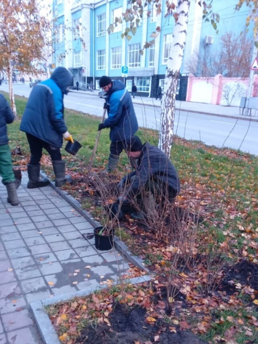    Озеленение Барнаула. Источник: barnaul.org