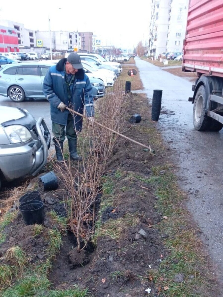    Озеленение Барнаула. Источник: barnaul.org