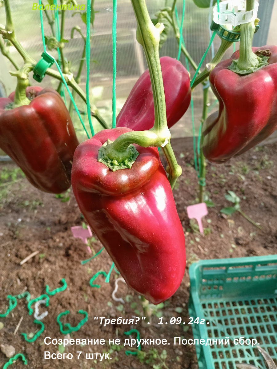 Что получила в итоге. Извините за орфографию "недружное". 