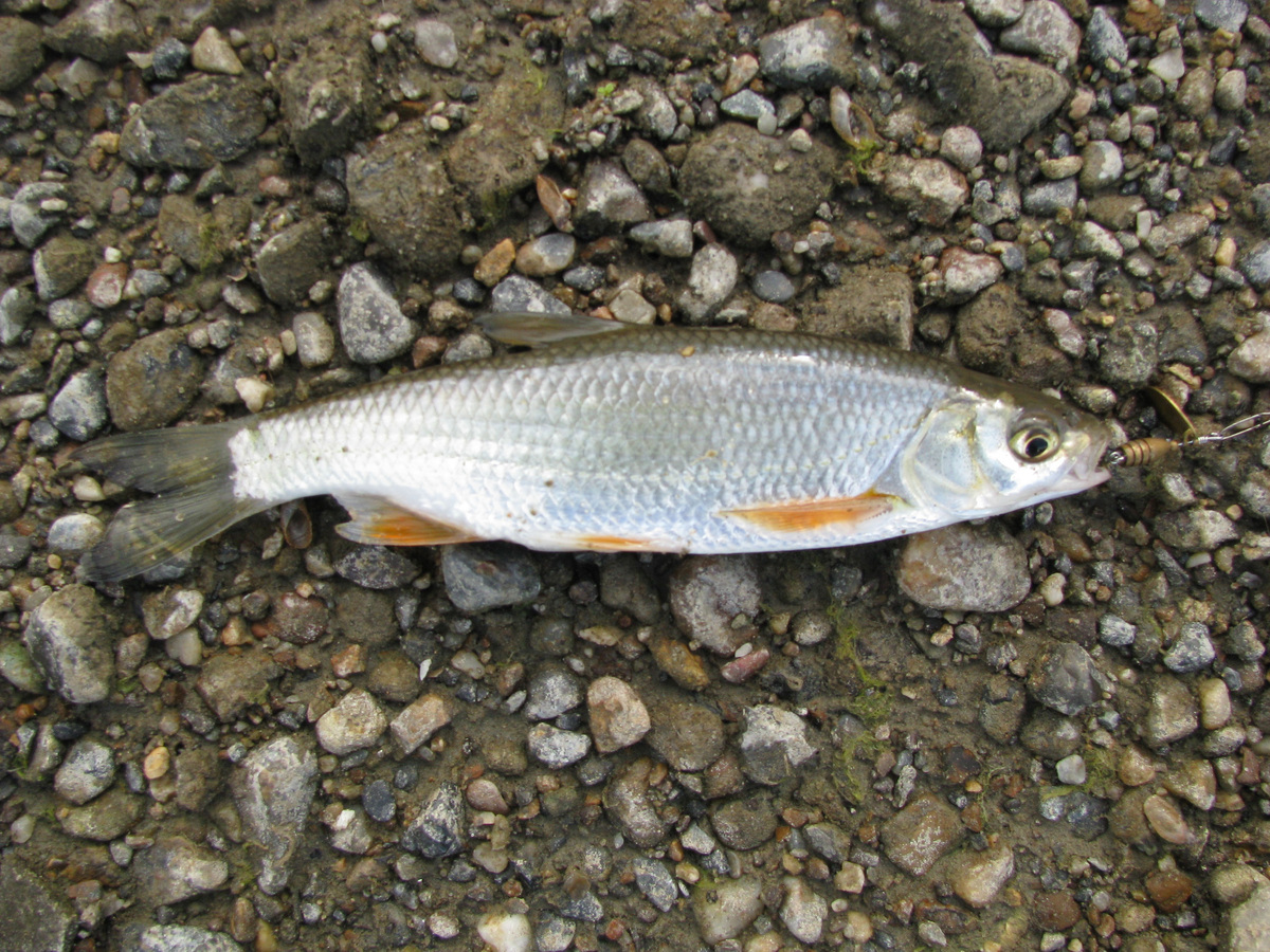 Более крупные рыбёшки ельца прячутся глубже. Фото: Вадим де Голь / Wikimedia