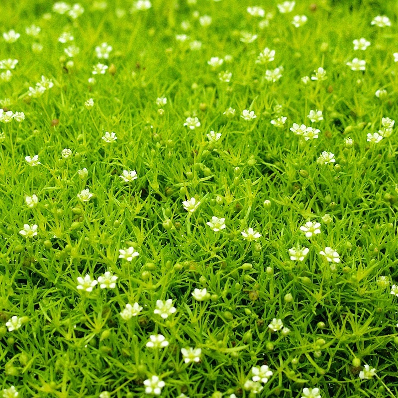 Мшанка шиловидная 