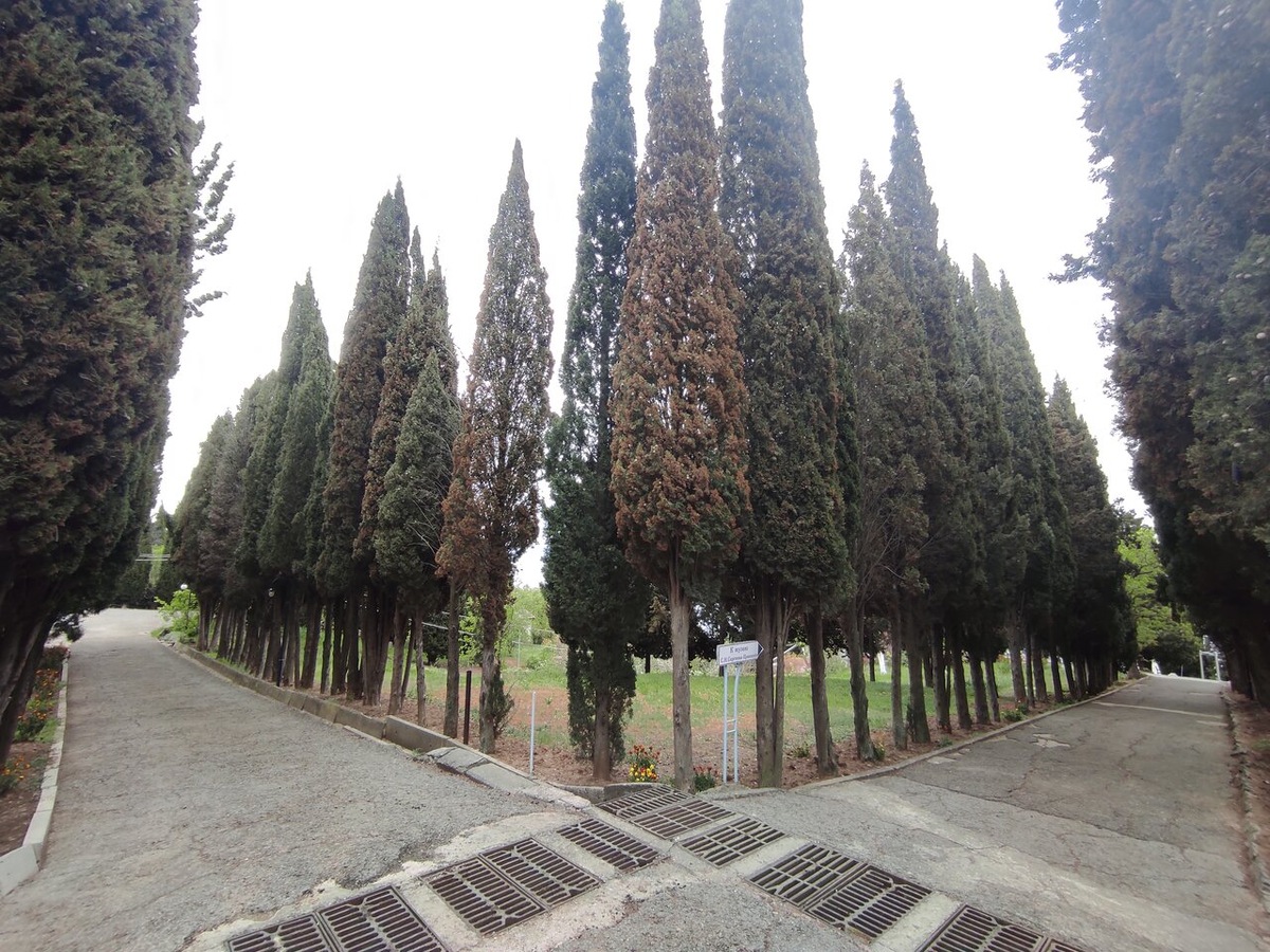 Кипарисовая аллея