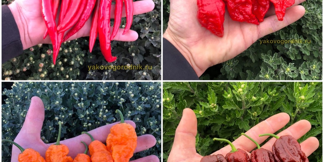 Несколько заметок по выращиванию супер-острых (жгучих) перцев 🌶