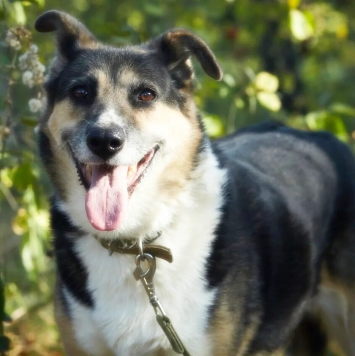 Тина засиделась в приюте. Может это Ваша собака? 