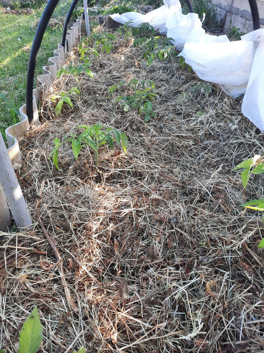 Сеном и соломой можно мульчировать грядки весной, летом и осенью