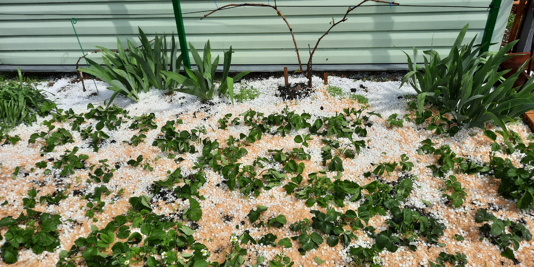 Осеннее мульчирование. Особенности и популярные органические материалы