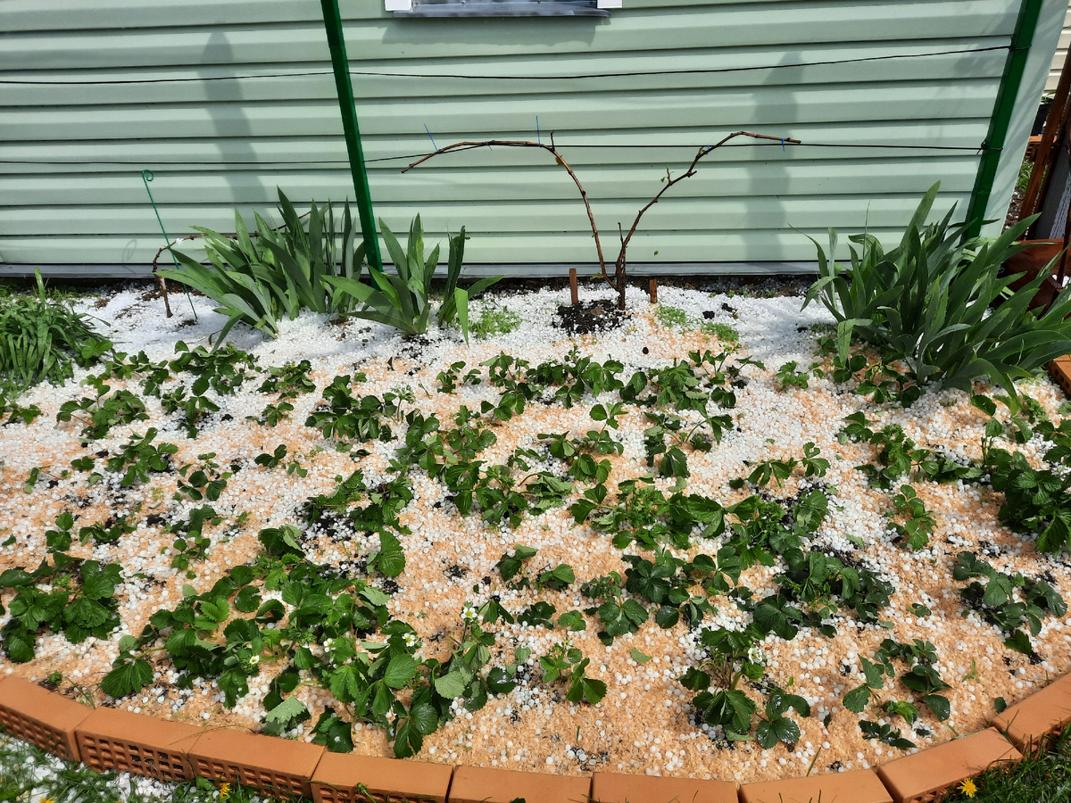 Долгим опытным путем пришли к тому, что опилки теперь используем только в зиму.