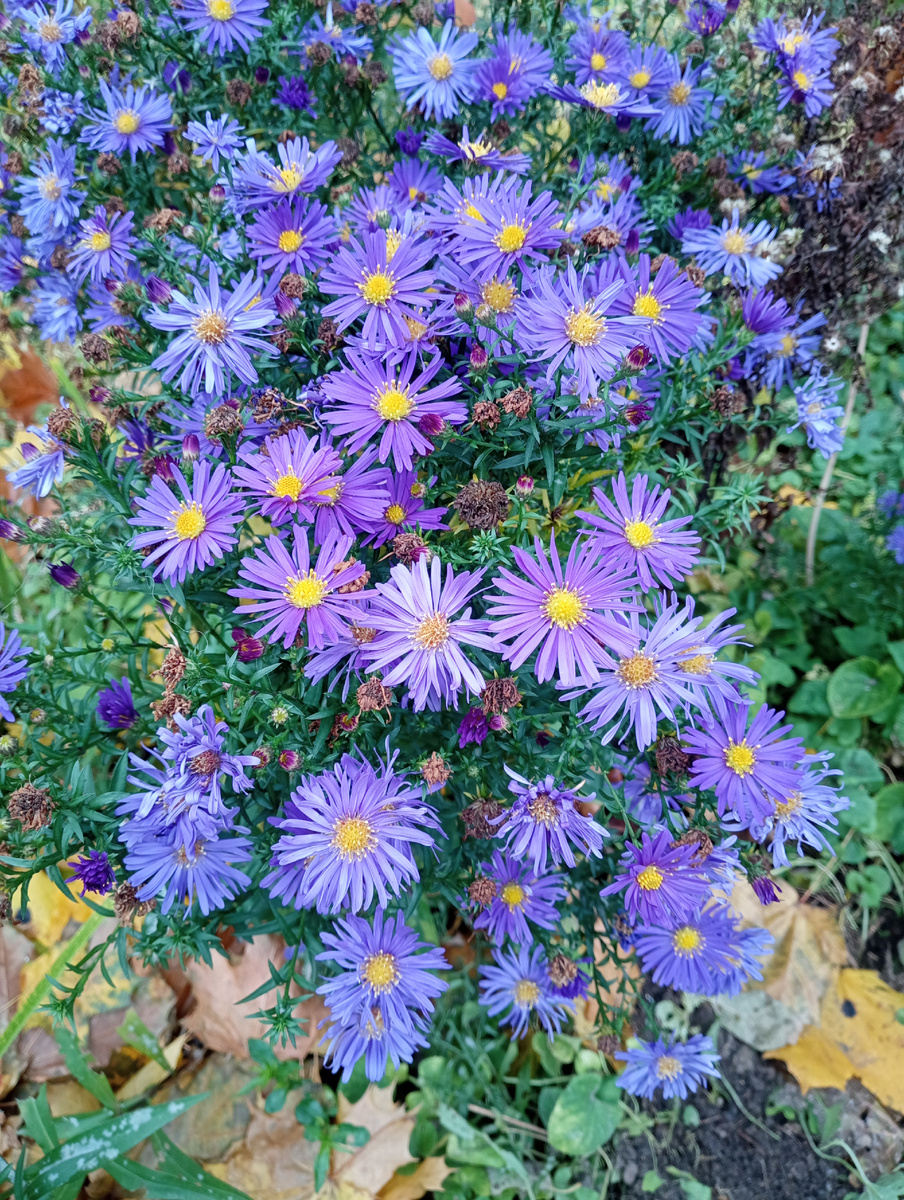 Такую красоту встретила сегодня 