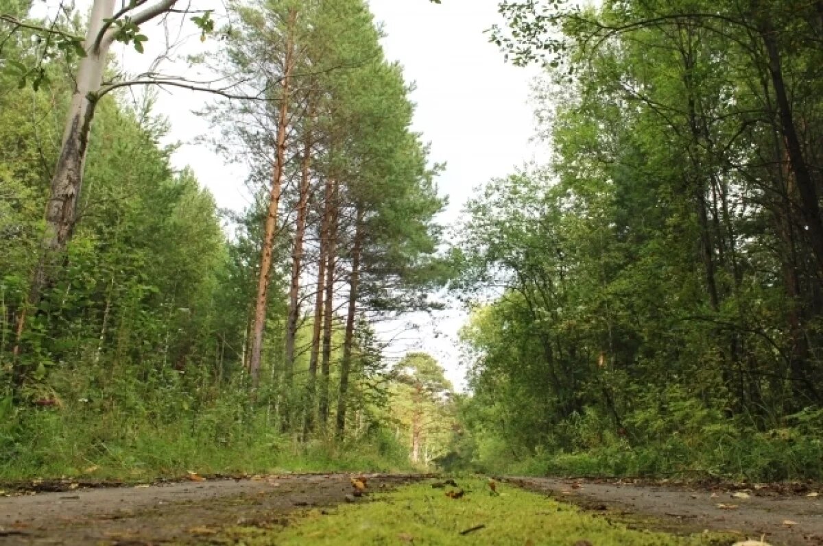    В Адыгее возбуждено уголовное дело о незаконной рубке леса