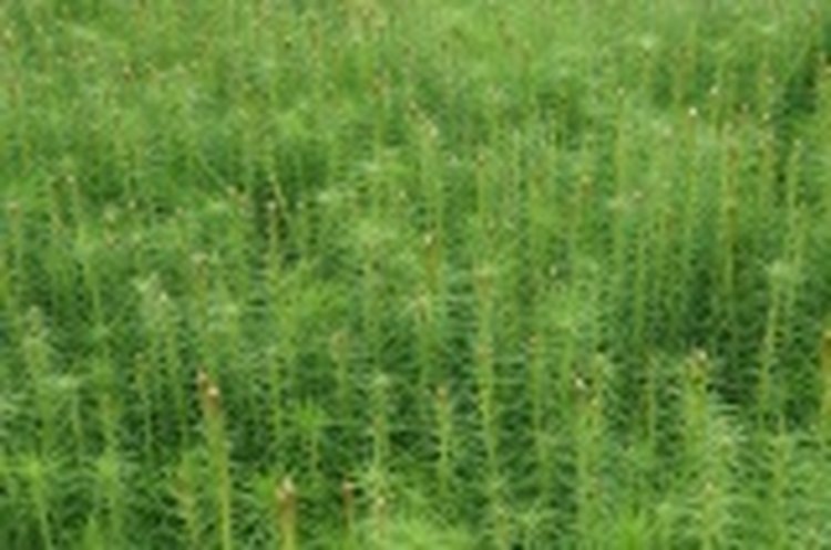    Саженцы для борьбы с опустыниванием передала Иркутская область Монголии