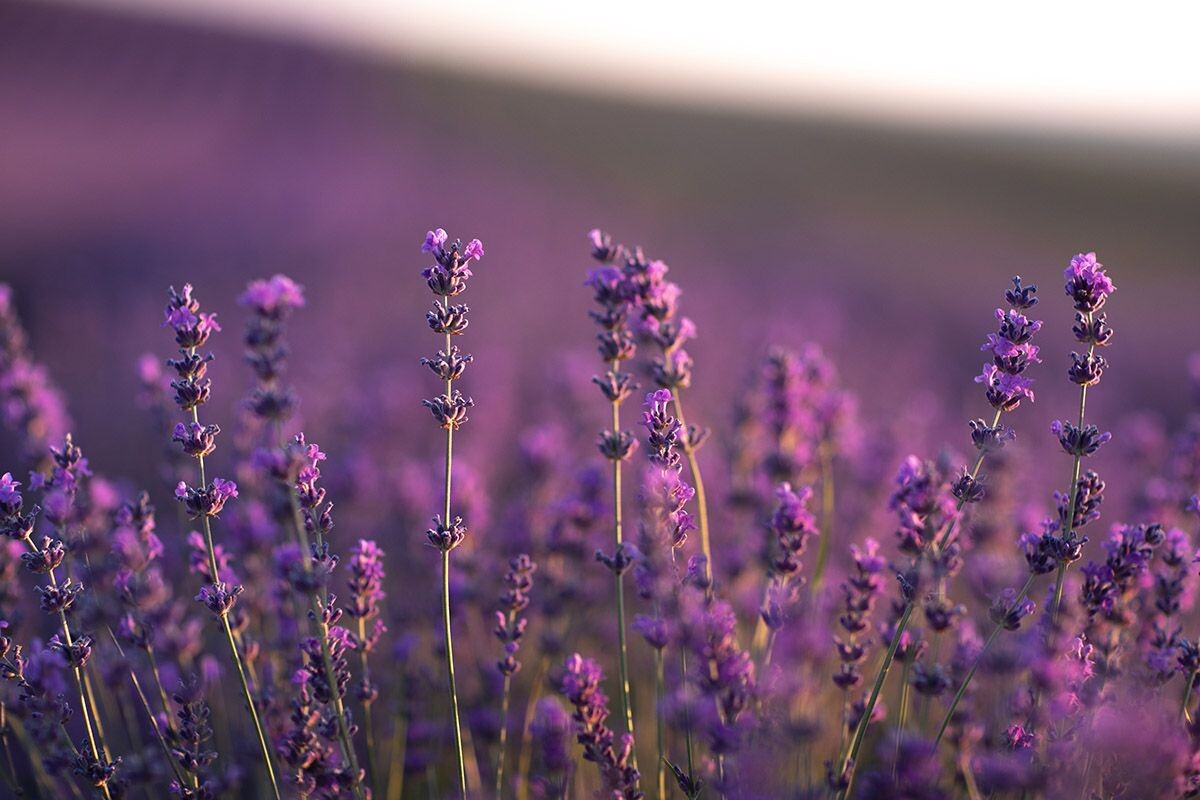 Одно из немногих естественных сочетаний фиолетового в природе. Источник: Shutterstock📷
