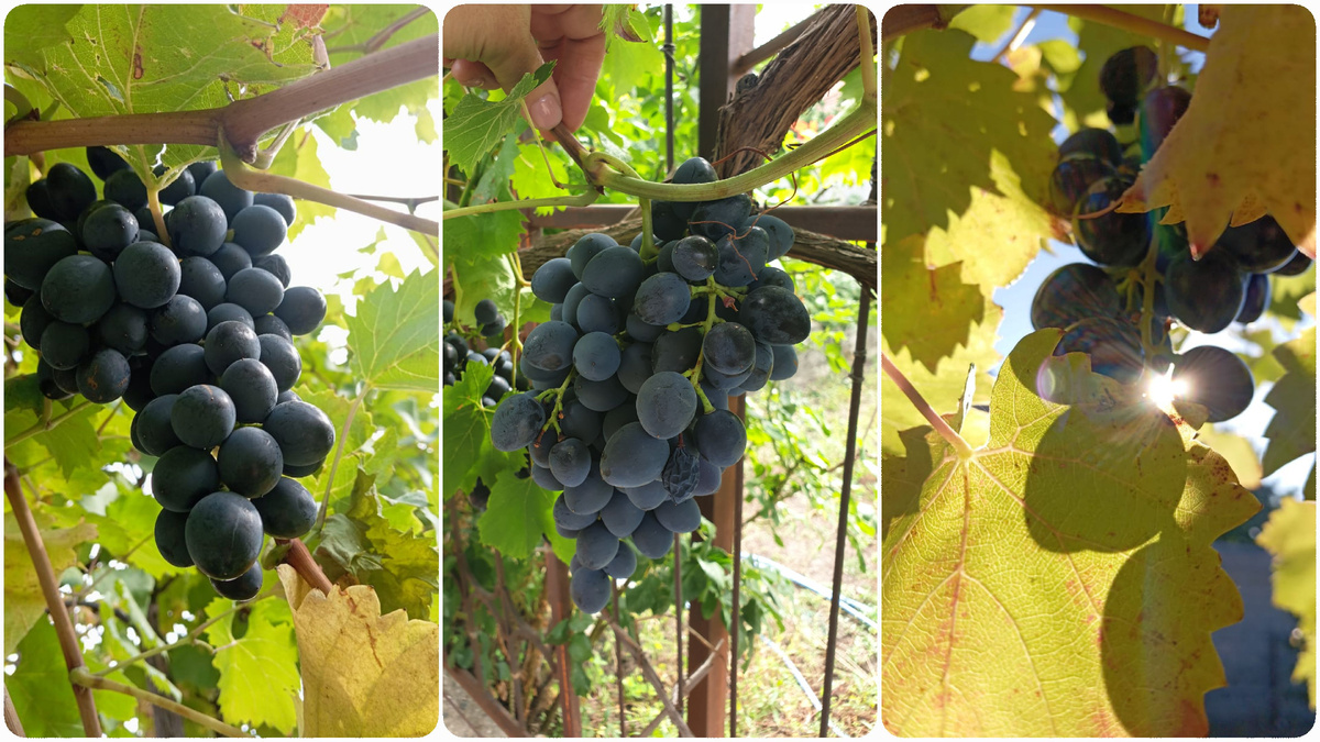 Урожай винограда.Фото автора.