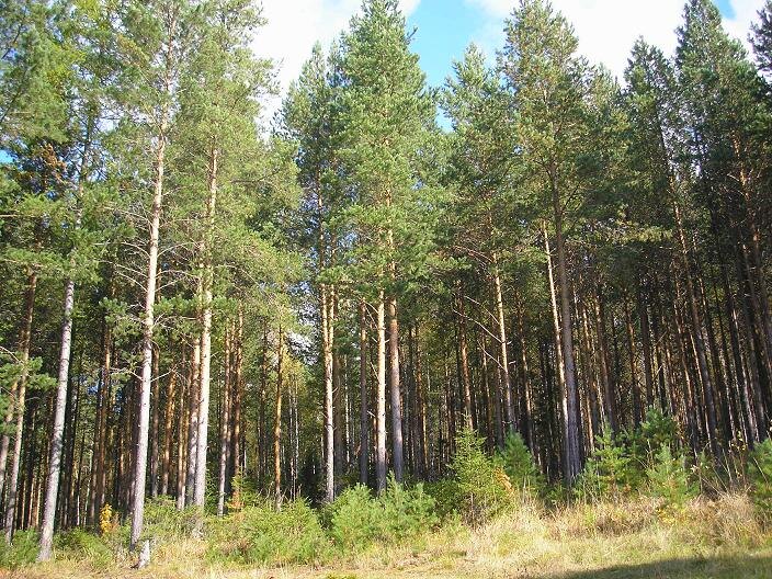 Лес преимущественно сосновый, встречаются и все остальные виды деревьев - ель, пихта, лиственница, береза, осина  и другие.