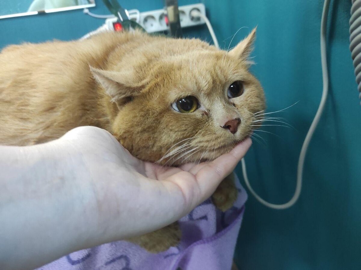    © vk.com/cat_kroshik