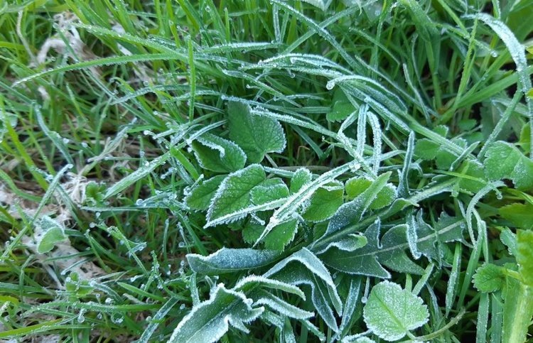    8 дел на даче после первых заморозков