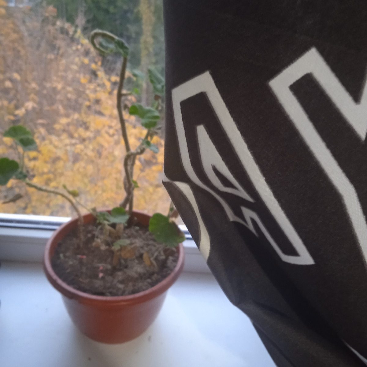 Моя геранька на фоне осени. 