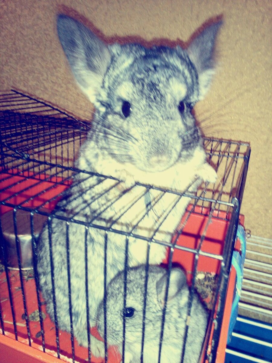 Мама-шинша с малышом