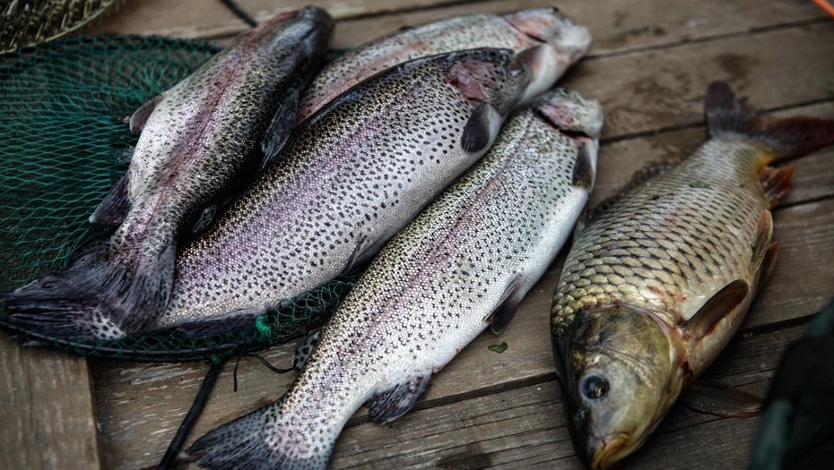    Пойманная форель. Иллюстрация. Автор фото: Коньков Сергей