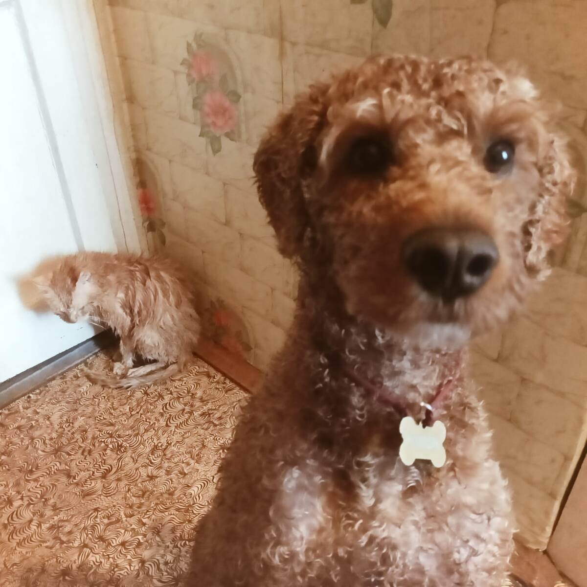 Румпель: - Идём гулять? Барсик: - ... 