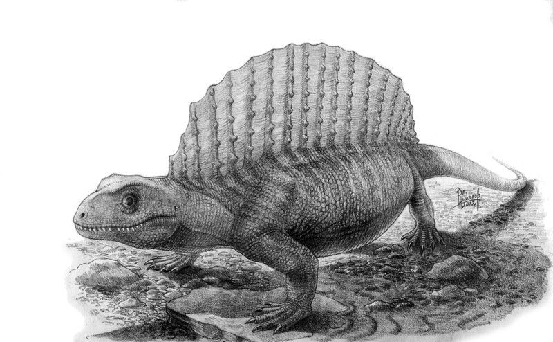 G.megalops