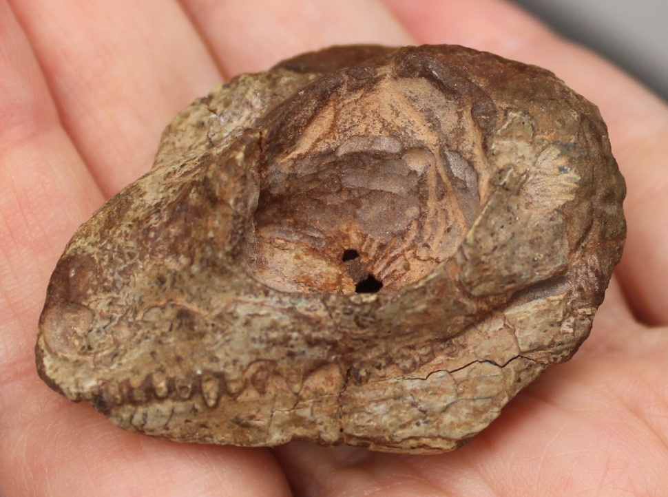 Череп глаукозавра.