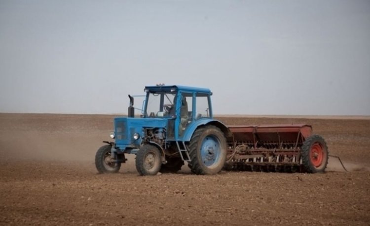    Как сложилась картина под отечественным и импортным семенам в озимом севе 2024 в Смоленской области