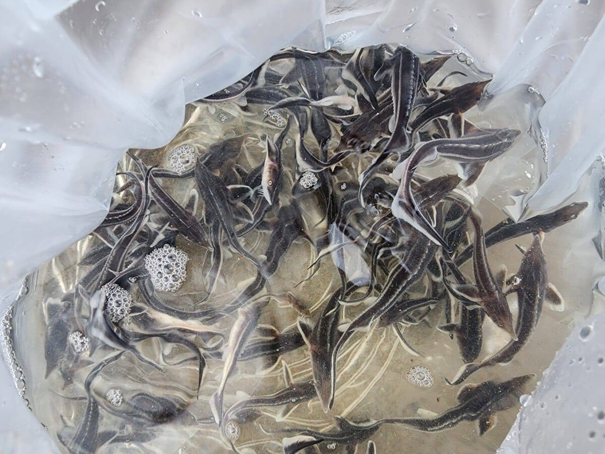  📷    Ежегодно в водоёмы Оренбуржья выпускают 200 000 мальков стерляди, толстолобика и сазана Белов Михаил Александрович