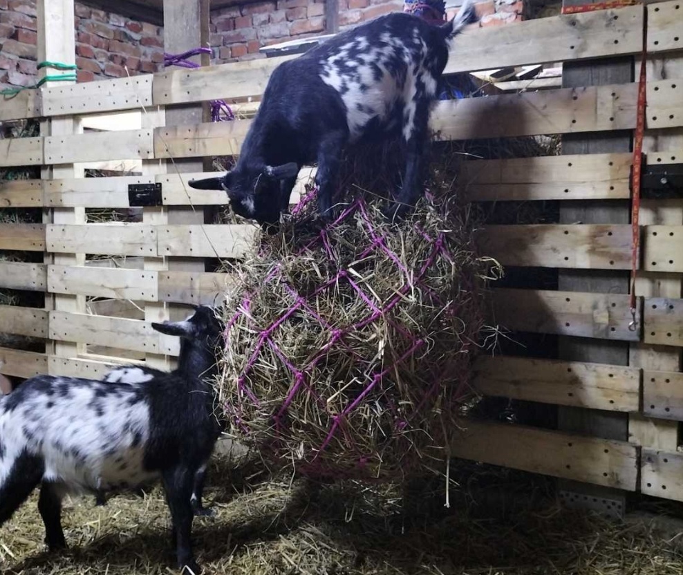 Взрослые козы в Нигерийском типе выглядят вот так. И дает такая малявка до литра молока (с жирностью около 7%) в день, я ест раз в пять меньше полноразмерной козы, дающей 3 литра молока с жирностью 4%. Но доить однозначно быстрее больших коз😉