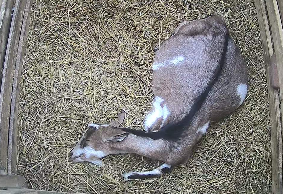 Кто не в курсе как спят козы - вот так. Как котики. Иногда совсем как котики - почти на спине