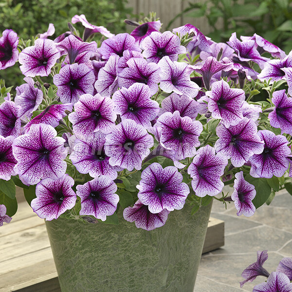 ����� ������ ��������� � ������ ����� ������ �����