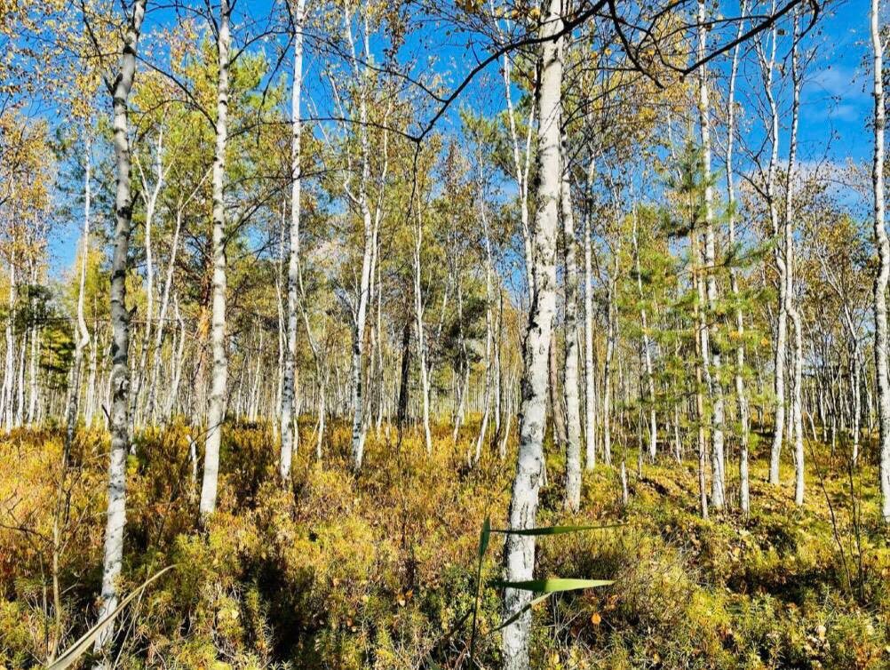Рисунок 2 – Верховое болото в окрестностях озера Черное Воскресенского района Нижегородской области