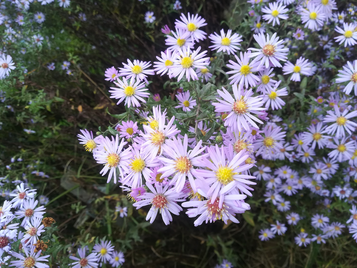 Октябрина - осенняя многолетняя астра