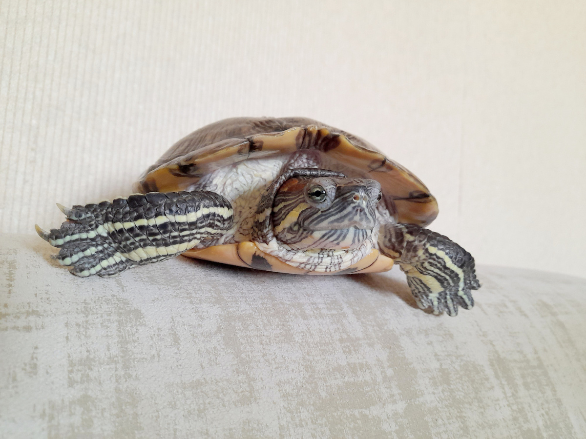 Бузи улыбчивая)