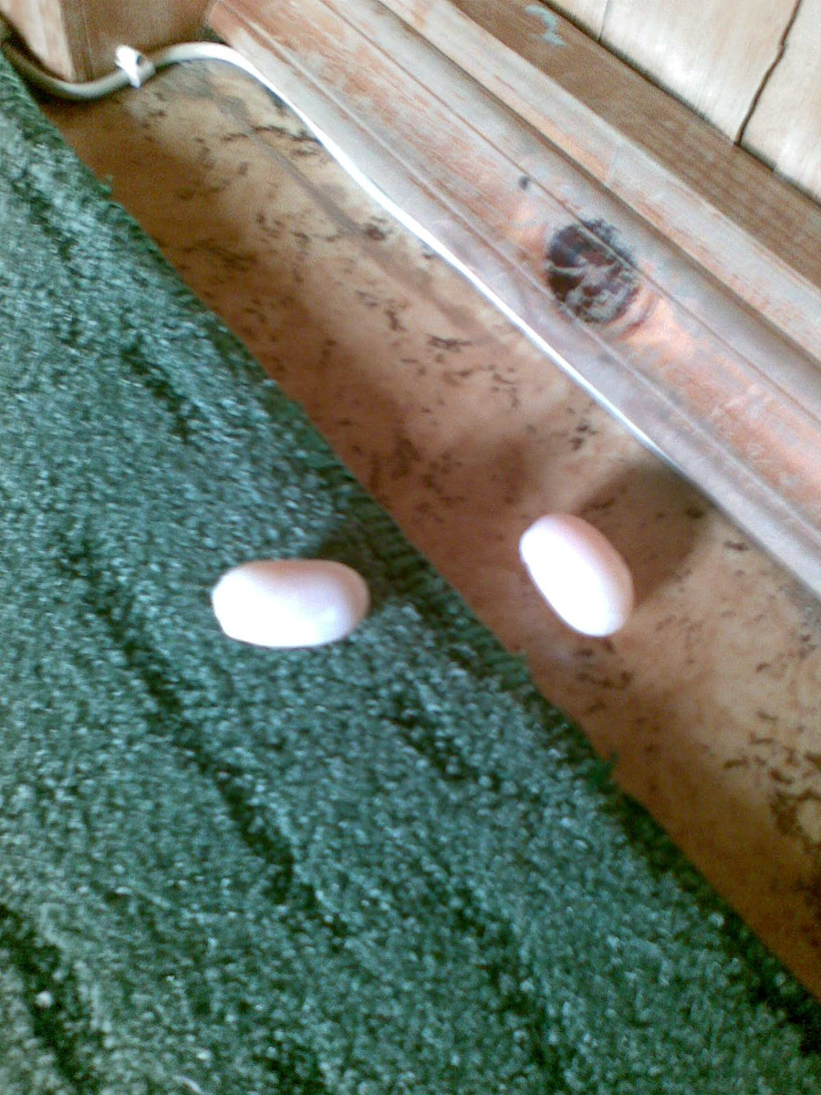 Бузи выложила яйца.