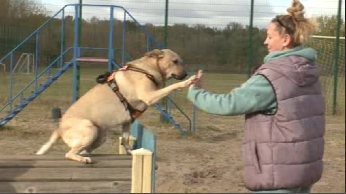    В Курске не хватает площадок для выгула собак