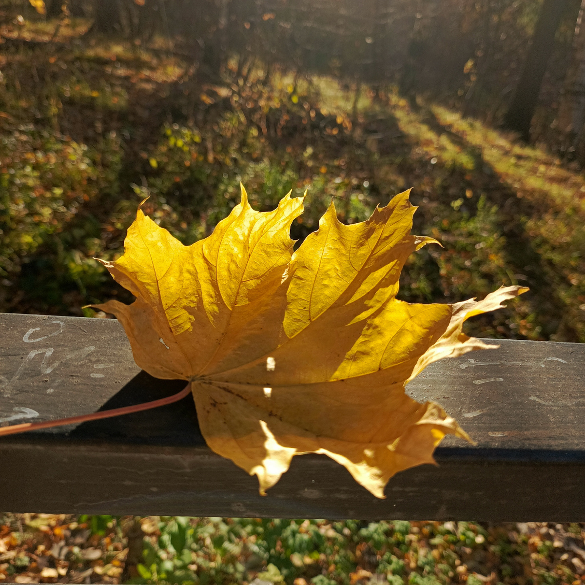 Лист, освещенный солнцем. Сказочная в этом году осень!