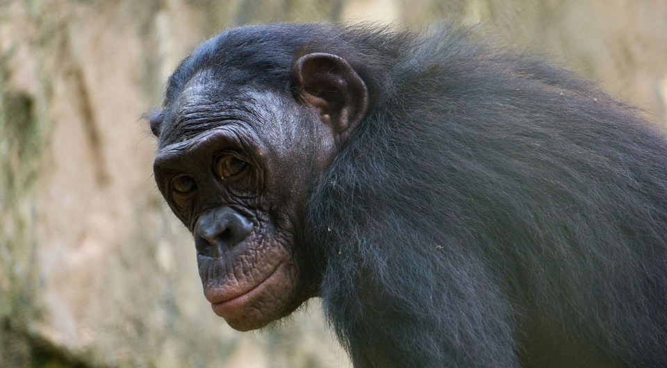   Fanny Schertzer / Wikimedia Commons / CC BY-SA 4.0