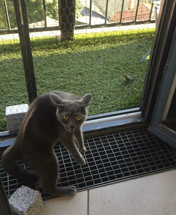 Котики дня 