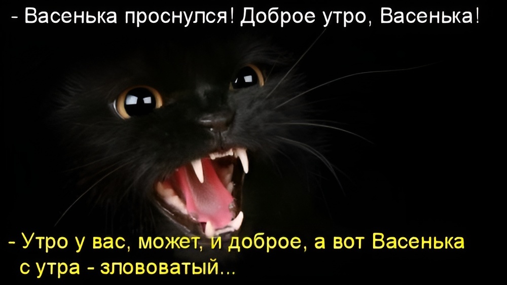 Если хотите увидеть, как выглядит мир в четыре утра, заведите кота.