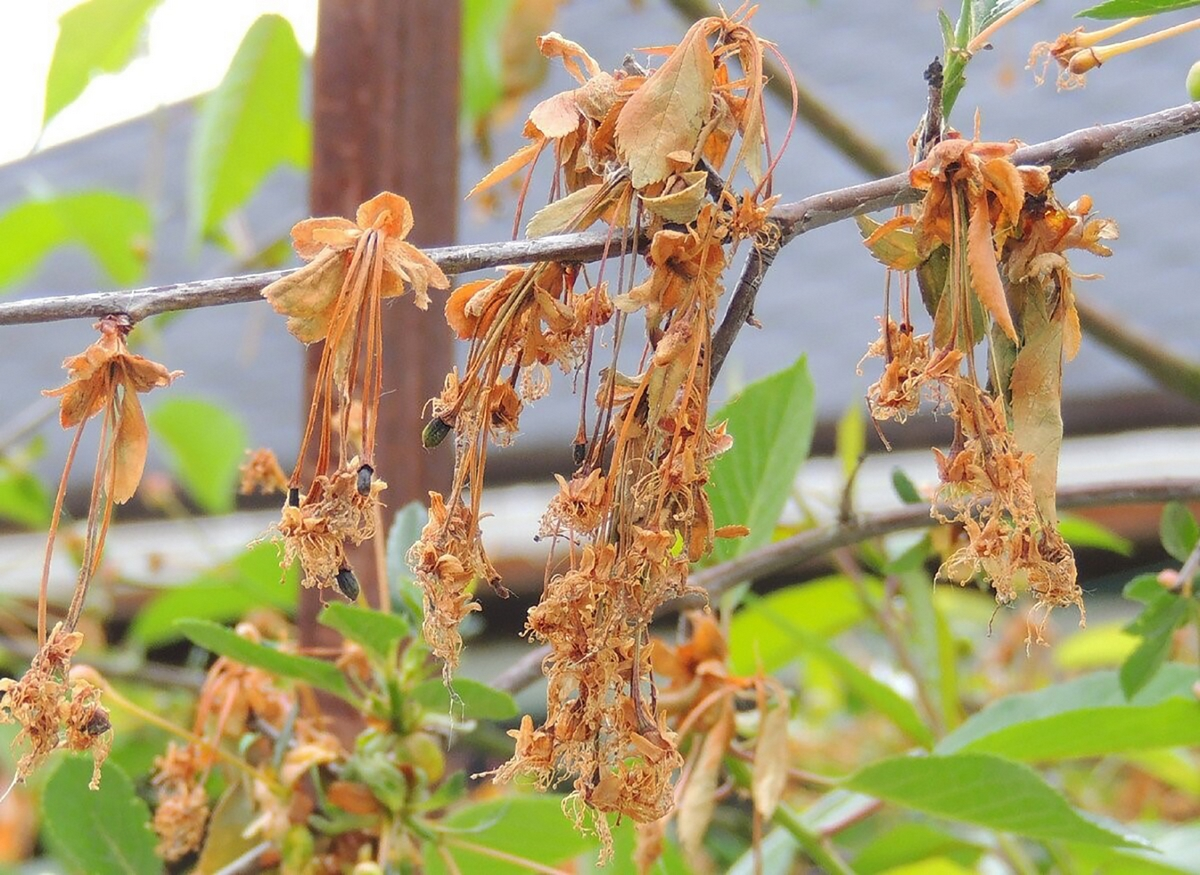 Эта ветка поражена монилиозом. Главный симптом - специфический ожег.