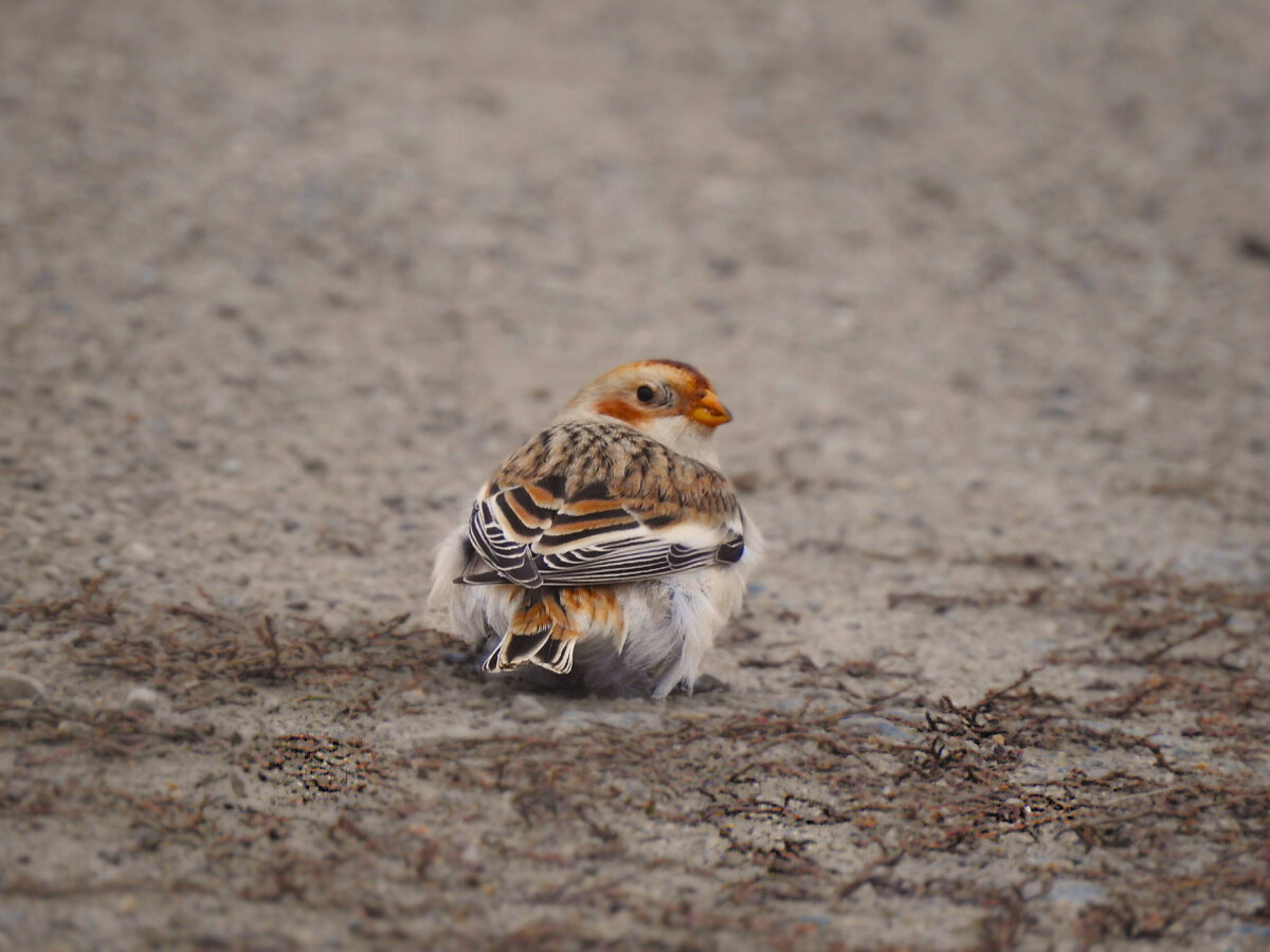 Пуночка, 22 октября 2023, Свердловская область, фото автора