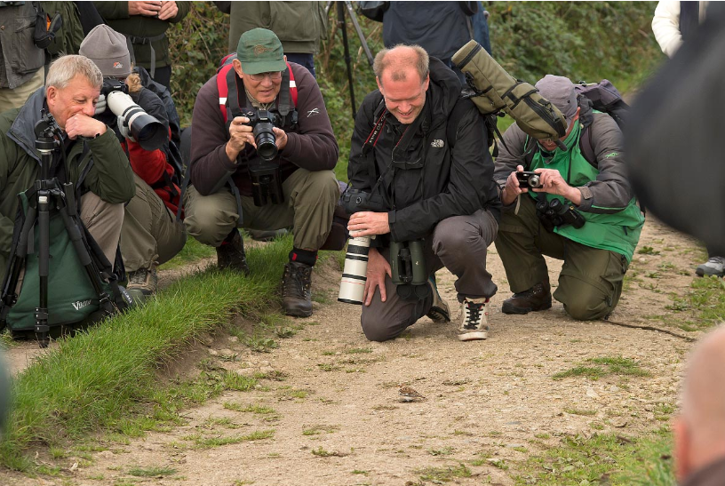 Перелетные пуночки могут быть удивительно доверчивыми, как например эта птица на Пеннинис-Хед, Сент-Мэрис Силли в октябре 2012 года. Фото: Стив Янг