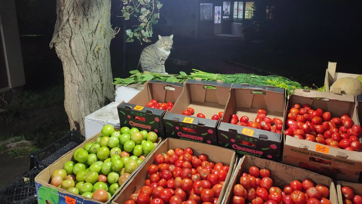     Источник: rostovgazeta.ru