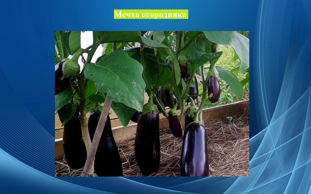 Сорт Мечта огородника