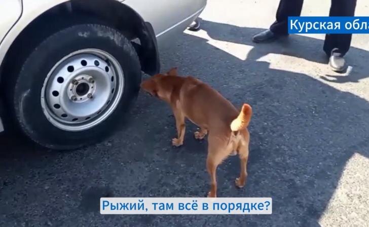    фото Курские известия